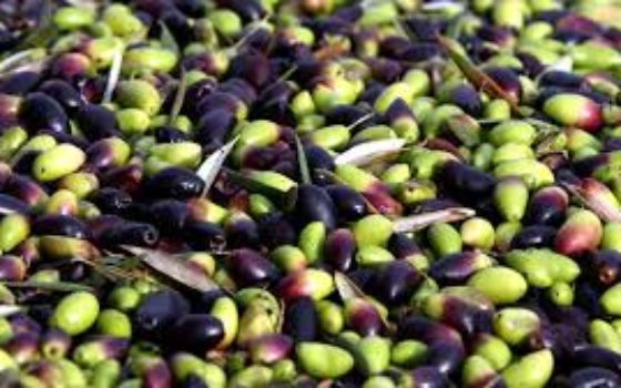 olives-fruite-veret-lucque