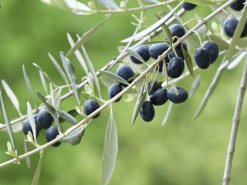 Black olives growing on tree