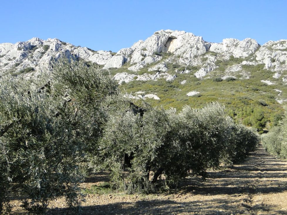 olivier-secteur-aop-vallee-baux-provence